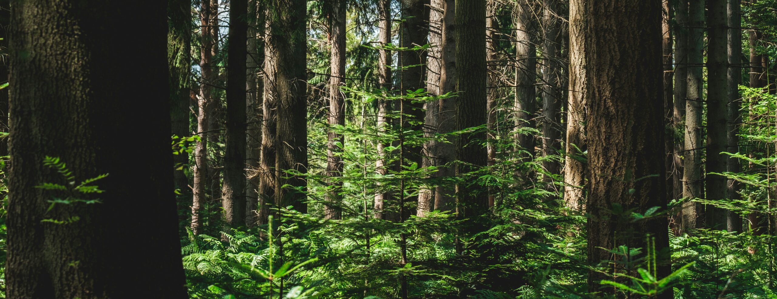 Foresterie privée et publique​_SYGIF
