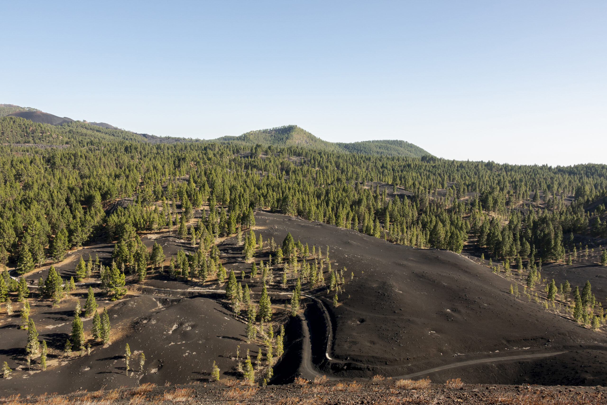 Opérations forestières terrain_SYGIF