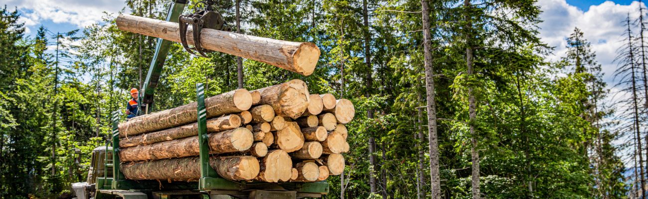 Foresterie au Québec : enjeux, pratiques modernes et rôle de la géomatique en 2026