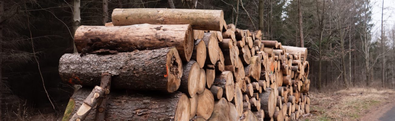 La foresterie au Bas-Saint-Laurent : un terrain d'excellence