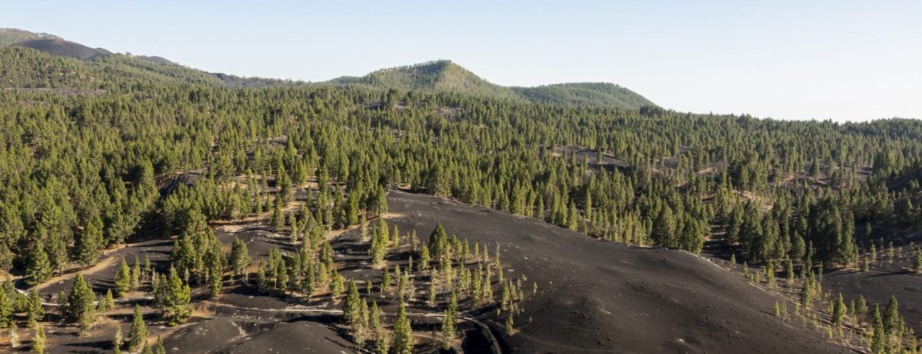Opérations forestières terrain_SYGIF